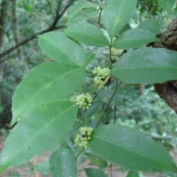 Tetrastigma nilagiricum (Miq.) B.V.Shetty